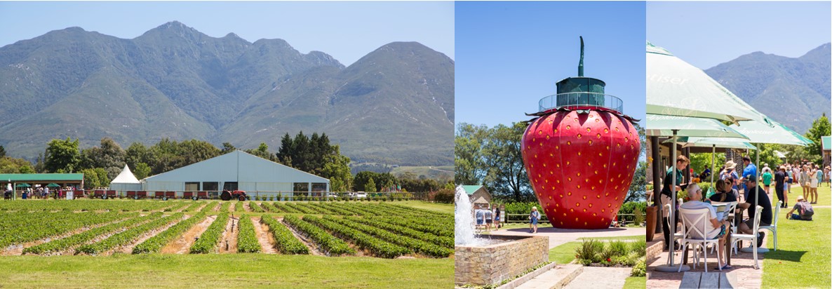 Redberry Farm, George showing the beautiful market venue, strawberry fields, Giant Strawberry and happy visitors on a nice sunny day visiting the venue